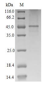 Greater than 85% as determined by SDS-PAGE.Recombinant Human Atypical Chemokine Receptor 2 (ACKR2) Protein (His), Active