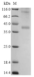 Greater than 85% as determined by SDS-PAGE.Recombinant Human C-C Chemokine Receptor Type 4 (CCR4) Protein (His), Active