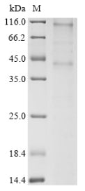 Greater than 85% as determined by SDS-PAGE.Recombinant Human Chemerin-Like Receptor 1 (CMKLR1) Protein (His)