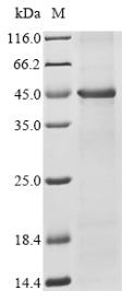 Greater than 85% as determined by SDS-PAGE.Recombinant Bovine 7-Dehydrocholesterol Reductase (DHCR7) Protein (His)