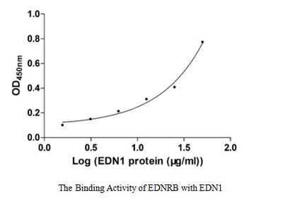 Activity Measured by its binding ability in a functional ELISA. Immobilized EDNRB at 5 μg/ml can bind human EDN1 with a linear range of 6.25-25.00 μg/ml.Recombinant Human Endothelin B Receptor (EDNRB) Protein (His), Active