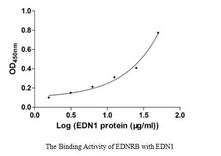 Activity Measured by its binding ability in a functional ELISA. Immobilized EDNRB at 5 μg/ml can bind human EDN1 with a linear range of 6.25-25.00 μg/ml.Recombinant Human Endothelin B Receptor (EDNRB) Protein (His), Active