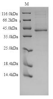 Greater than 90% as determined by SDS-PAGE.Recombinant Human Endothelin B Receptor (EDNRB) Protein (His), Active