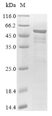 Greater than 85% as determined by SDS-PAGE.Recombinant Human Ribitol-5-Phosphate Transferase Fktn (FKTN) Protein (His)