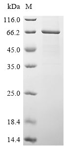 Greater than 85% as determined by SDS-PAGE.
