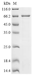 Greater than 85% as determined by SDS-PAGE.