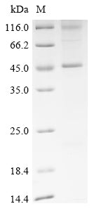 Greater than 85% as determined by SDS-PAGE.Recombinant Bovine Gap Junction Alpha-1 Protein (GJA1) Protein (His)