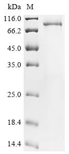 Greater than 85% as determined by SDS-PAGE.Recombinant Human Mitofusin-2 (MFN2) Protein (His)