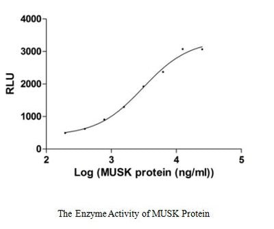 Activity Measured by ADP-Glo Kinase detection kit. The EC 50 of MUSK is 2.65-3.58 μg/ml.Recombinant Human Muscle, Skeletal Receptor Tyrosine-Protein Kinase (MUSK) Protein (His), Active