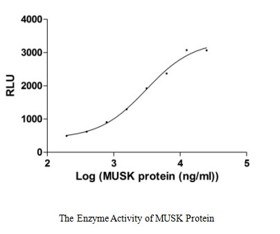 Activity Measured by ADP-Glo Kinase detection kit. The EC 50 of MUSK is 2.65-3.58 μg/ml.Recombinant Human Muscle, Skeletal Receptor Tyrosine-Protein Kinase (MUSK) Protein (His), Active