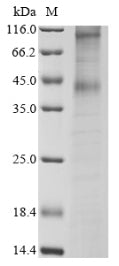 Greater than 85% as determined by SDS-PAGE.Recombinant Human Mu-Type Opioid Receptor (OPRM1) Protein (His)