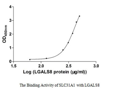 Activity Measured by its binding ability in a functional ELISA. Immobilized SLC31A1 at 5 μg/ml can bind human LGALS8, the EC 50 of human LGALS8 is 373.90-524.30 μg/ml.Recombinant Human High Affinity Copper Uptake Protein 1 (SLC31A1) Protein (His-SUMO), Active