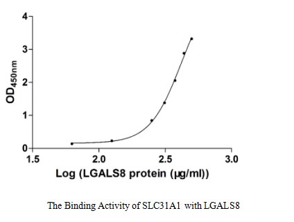 Activity Measured by its binding ability in a functional ELISA. Immobilized SLC31A1 at 5 μg/ml can bind human LGALS8, the EC 50 of human LGALS8 is 373.90-524.30 μg/ml.Recombinant Human High Affinity Copper Uptake Protein 1 (SLC31A1) Protein (His-SUMO), Active
