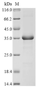 Greater than 85% as determined by SDS-PAGE.