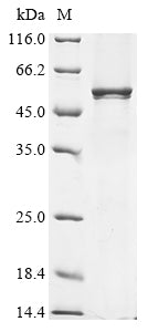 Greater than 85% as determined by SDS-PAGE.