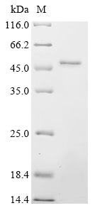 Greater than 85% as determined by SDS-PAGE.