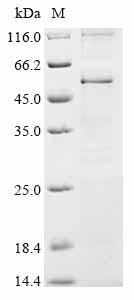 Greater than 85% as determined by SDS-PAGE.