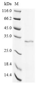 Greater than 90% as determined by SDS-PAGE.