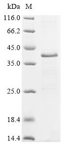 Greater than 85% as determined by SDS-PAGE.