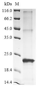 Greater than 90% as determined by SDS-PAGE.