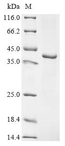 Greater than 90% as determined by SDS-PAGE.