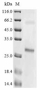 Greater than 85% as determined by SDS-PAGE.Recombinant Larimichthys Crocea Odorant Receptor Protein (His)