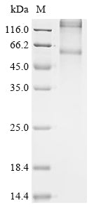 Greater than 90% as determined by SDS-PAGE.Recombinant Tropaeolum Majus O-Acyltransferase Protein (His)