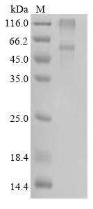 Greater than 85% as determined by SDS-PAGE.Recombinant Tropaeolum Majus O-Acyltransferase Protein (His)