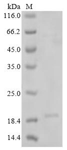 Greater than 85% as determined by SDS-PAGE.Recombinant Glycine Max Oleosin (100306353) Protein (His)