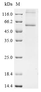 Greater than 85% as determined by SDS-PAGE.