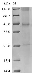 Greater than 85% as determined by SDS-PAGE.Recombinant Vaccinia Virus B5R (B5R) Protein (His)