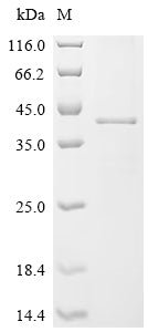Greater than 85% as determined by SDS-PAGE.