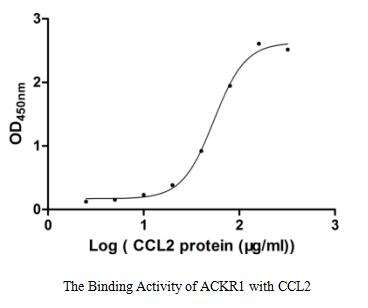 Activity Measured by its binding ability in a functional ELISA. Immobilized ACKR1 at 1 μg/ml can bind human CCL2, the EC 50 of human CCL2 protein is 48.64-60.24 μg/ml.Recombinant Human Atypical Chemokine Receptor 1 (ACKR1) Protein (His), Active