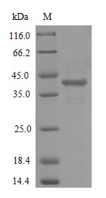 Greater than 85% as determined by SDS-PAGE.Recombinant Human Atypical Chemokine Receptor 1 (ACKR1) Protein (His), Active