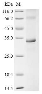 Greater than 85% as determined by SDS-PAGE.Recombinant Mouse E3 Ubiquitin-Protein Ligase March5 (MARCHF5) Protein (His-HiBit)