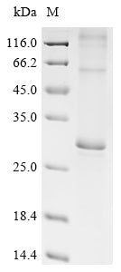 Greater than 85% as determined by SDS-PAGE.Recombinant Mouse E3 Ubiquitin-Protein Ligase March5 (MARCHF5) Protein (His)