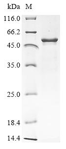 Greater than 85% as determined by SDS-PAGE.
