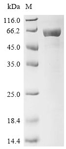 Greater than 85% as determined by SDS-PAGE.Recombinant Pongo Abelii Neurofilament Light Polypeptide (NEFL) Protein (His-SUMO)