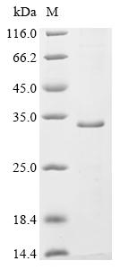 Greater than 85% as determined by SDS-PAGE.