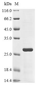 Greater than 85% as determined by SDS-PAGE.