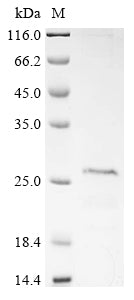 Greater than 85% as determined by SDS-PAGE.Recombinant Human Slp Adapter And Csk-Interacting Membrane Protein (SCIMP) Protein (His)