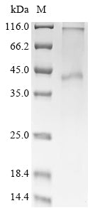 Greater than 90% as determined by SDS-PAGE.Recombinant Human Mas-Related G-Protein Coupled Receptor Member X2 (MRGPRX2) Protein (His)