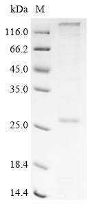 Greater than 85% as determined by SDS-PAGE.Recombinant Human Taste Receptor Type 1 Member 2 (TAS1R2) Protein (His)