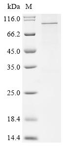 Greater than 85% as determined by SDS-PAGE.Recombinant Human Transient Receptor Potential Cation Channel Subfamily V Member 3 (TRPV3) Protein (His-Flag)
