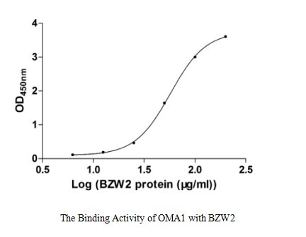 Activity Measured by its binding ability in a functional ELISA. Immobilized OMA1 at 5 μg/ml can bind human BZW2, the EC 50 of human BZM2 is 45.42-72.22 μg/ml.
