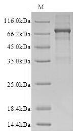 Greater than 90% as determined by SDS-PAGE.
