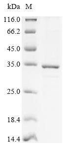 Greater than 85% as determined by SDS-PAGE.