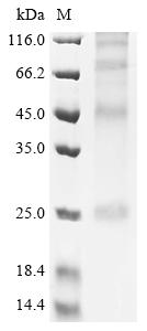 Greater than 90% as determined by SDS-PAGE.Recombinant Mouse Secretory Carrier-Associated Membrane Protein 4 (SCAMP4) Protein (His)