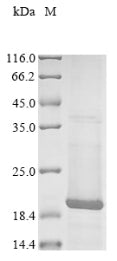 Greater than 85% as determined by SDS-PAGE.