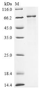 Greater than 85% as determined by SDS-PAGE.